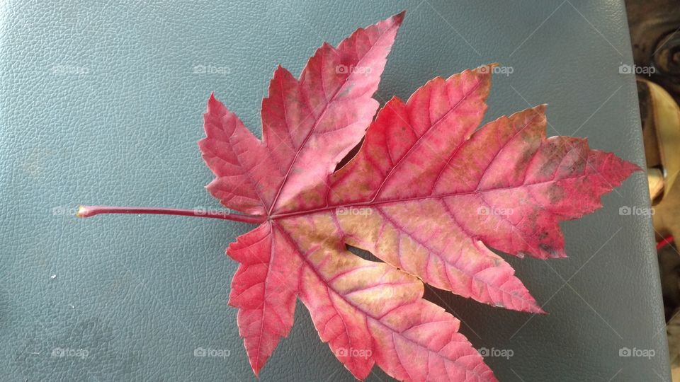 Leaf, No Person, Fall, Maple, Nature