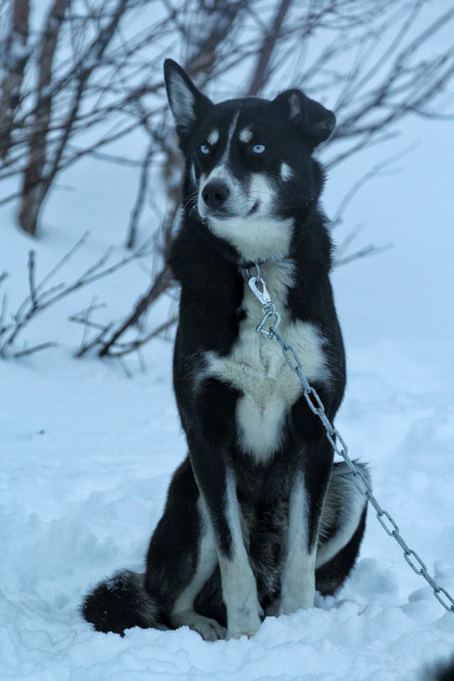 Husky sitting up in the snow, Finland