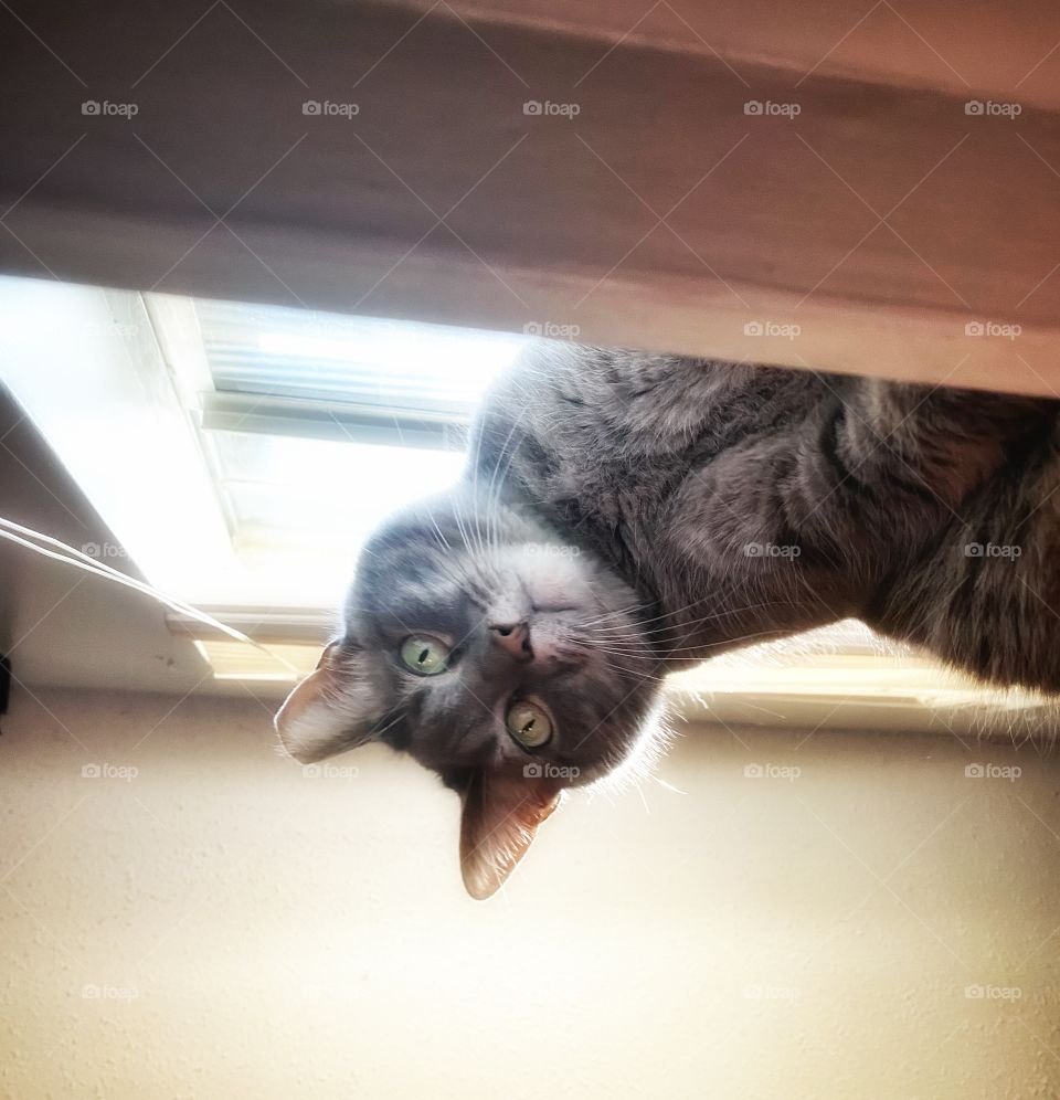 This is how I often wake up in the morning. Our beautiful rescue cat perched on the window seal looking down on me. 