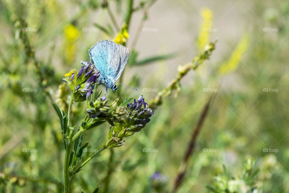 Dove Icarus (Polyommatus icarus)