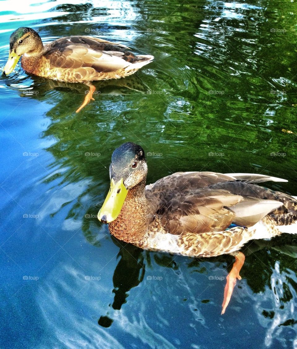 Ducks