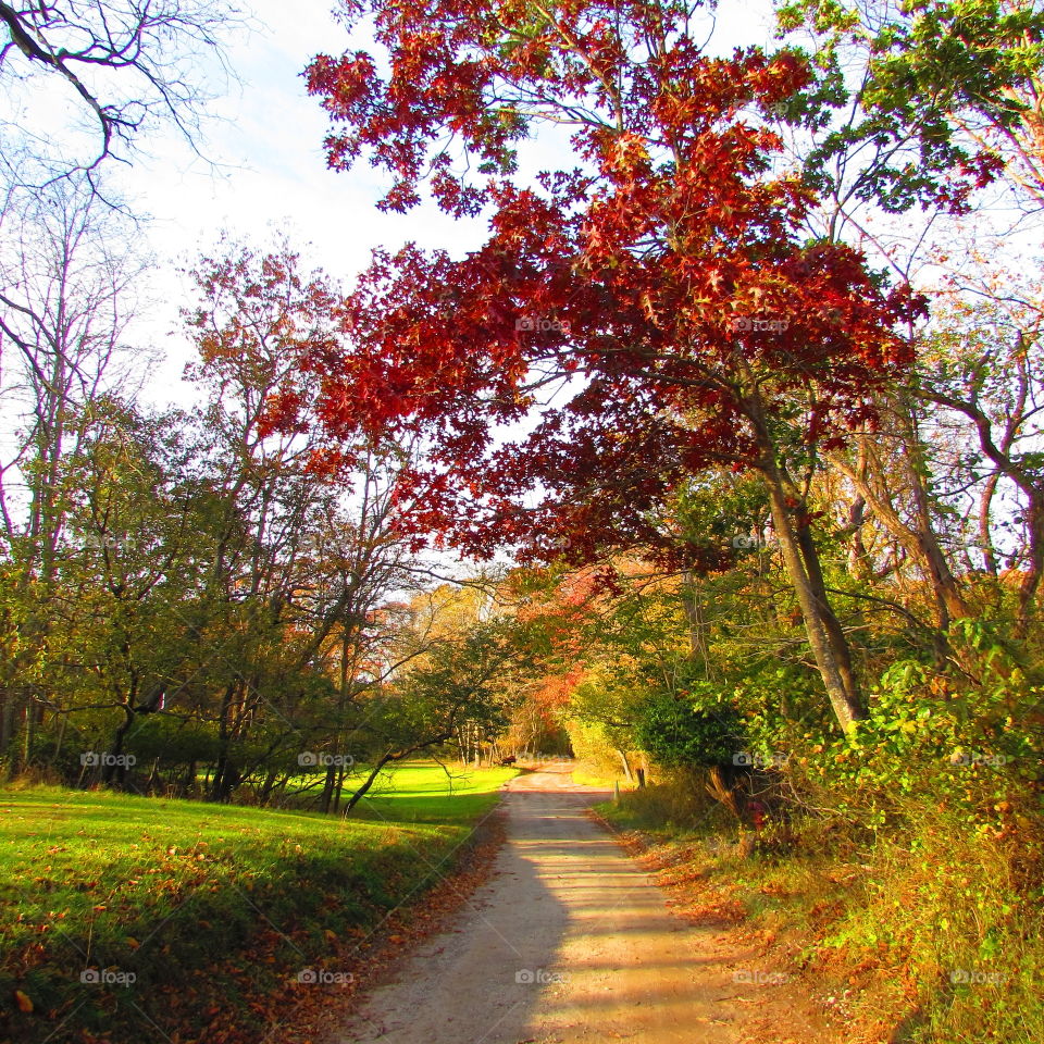 View of footpath in autumn