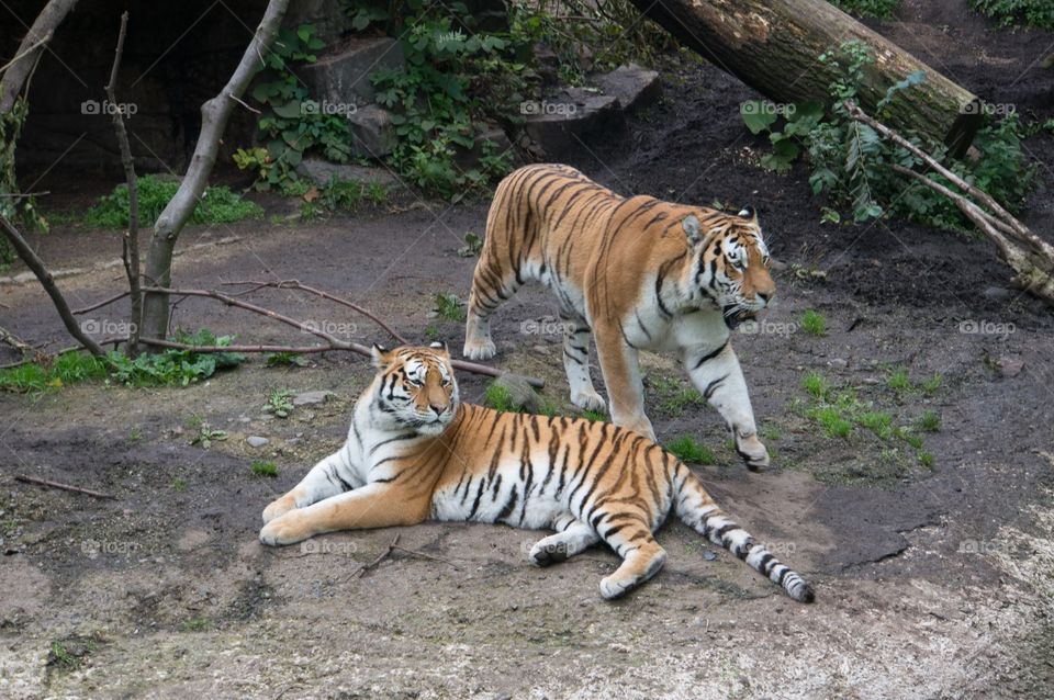 Tigers 