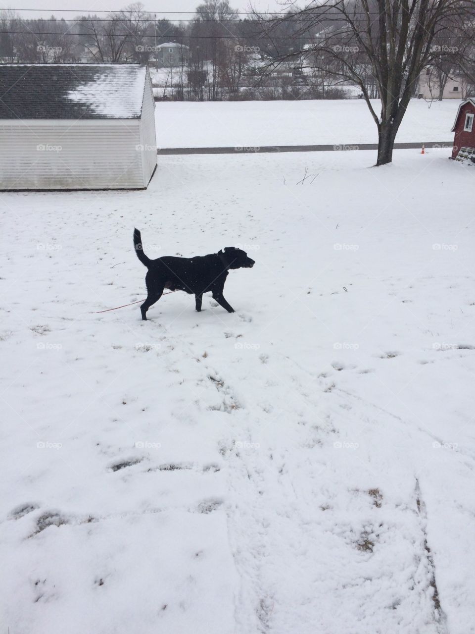 Danger dog in the snow