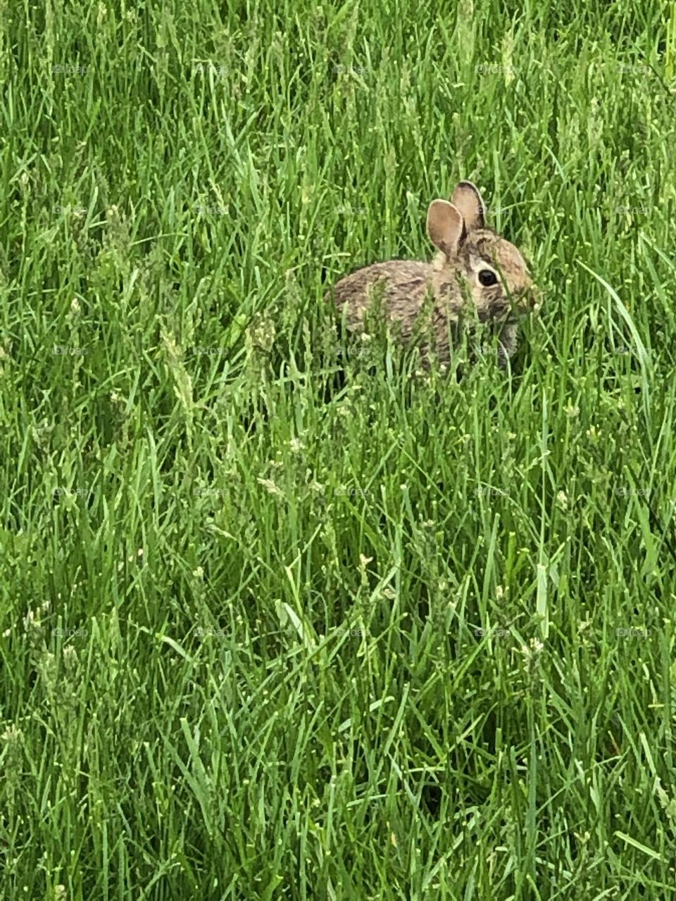 Baby rabbit in the grass, rabbit tries to hide, hiding baby rabbit, wild rabbit in the grass, rabbit surrounded by green, wild brown rabbit, year of the rabbit 