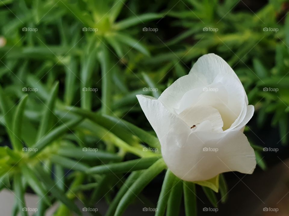 beautiful flowers in my garden