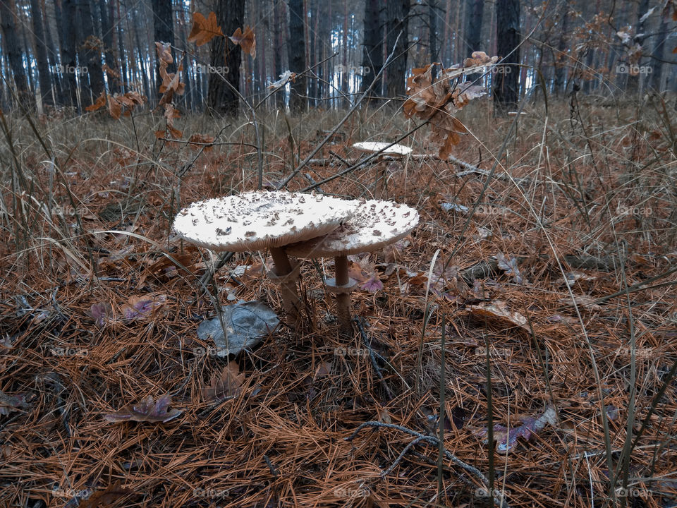Mushrooms umbrellas