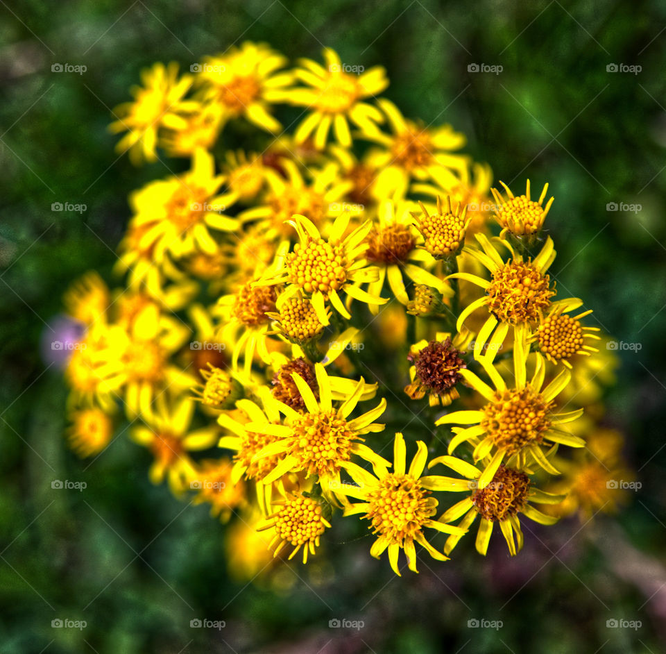 Yellow flowers