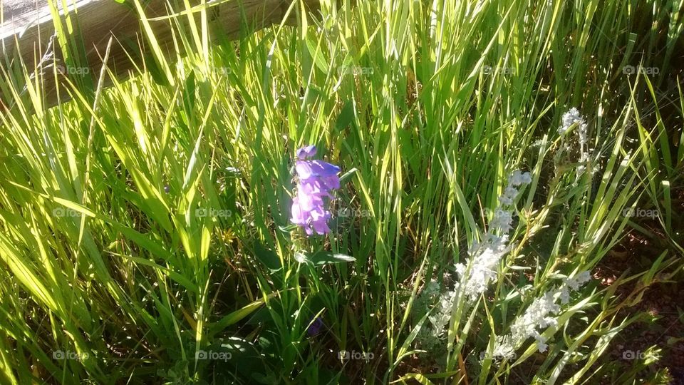 Colorado wild flower purple