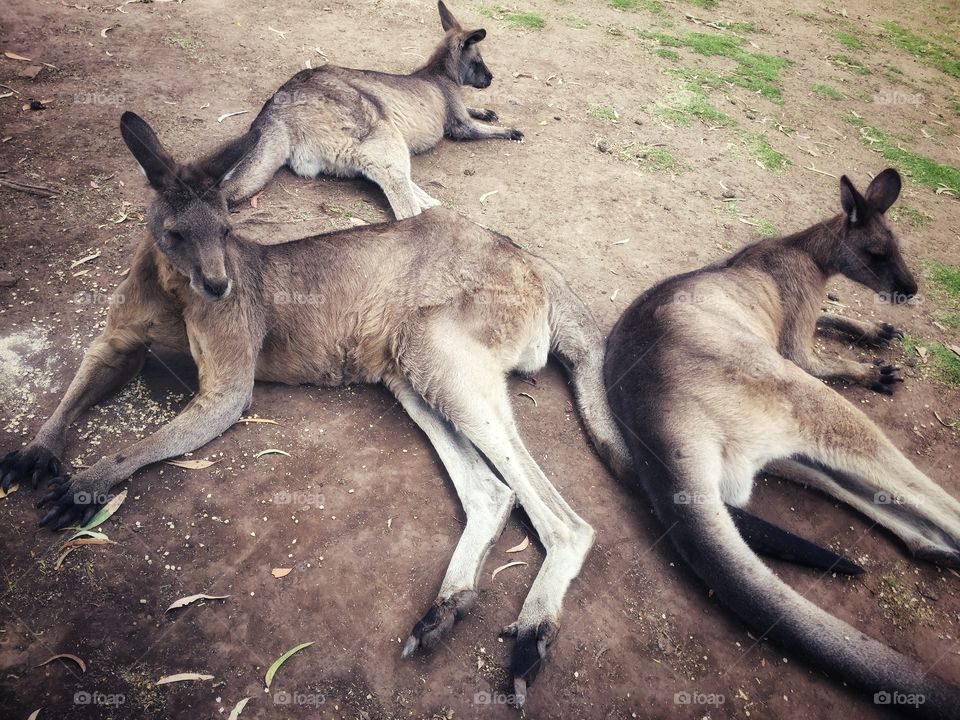 Kangaroos resting on hot afternoon 