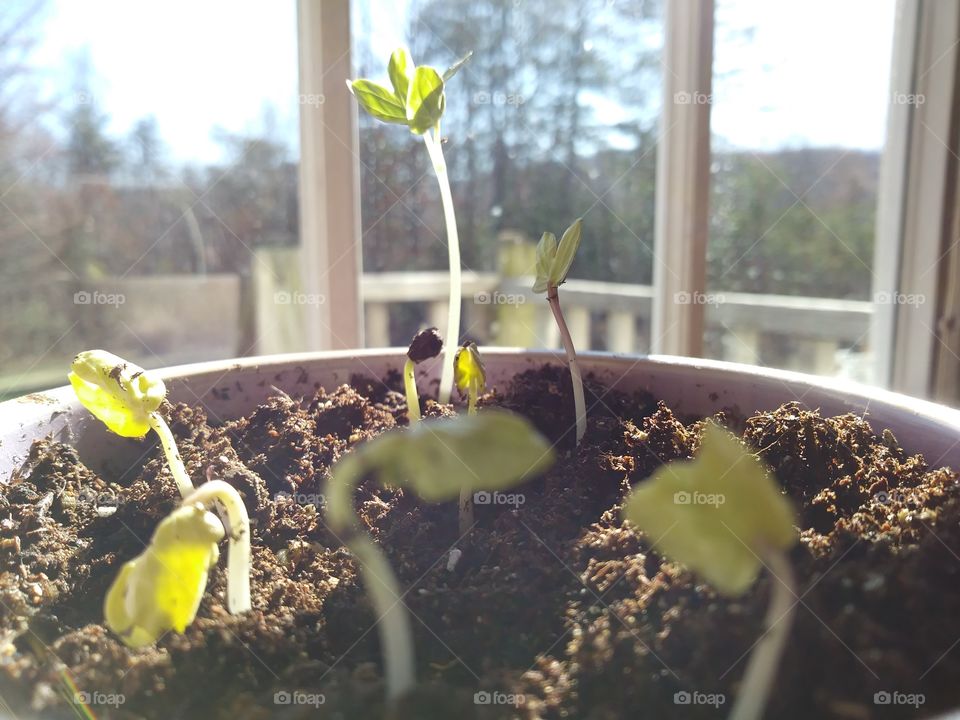 Morning Glory Sprouts