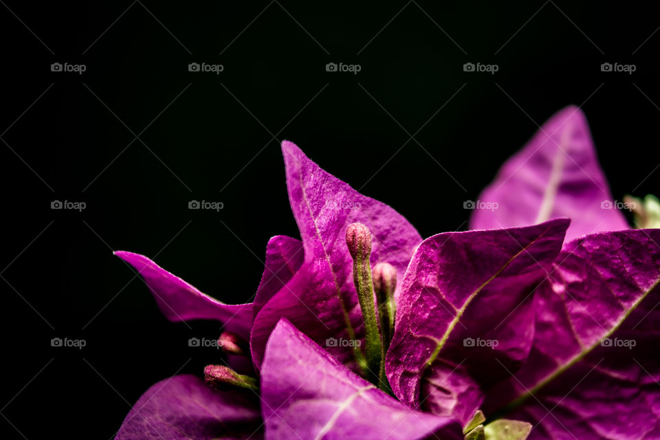 macro shoot on Bougainvillea flower