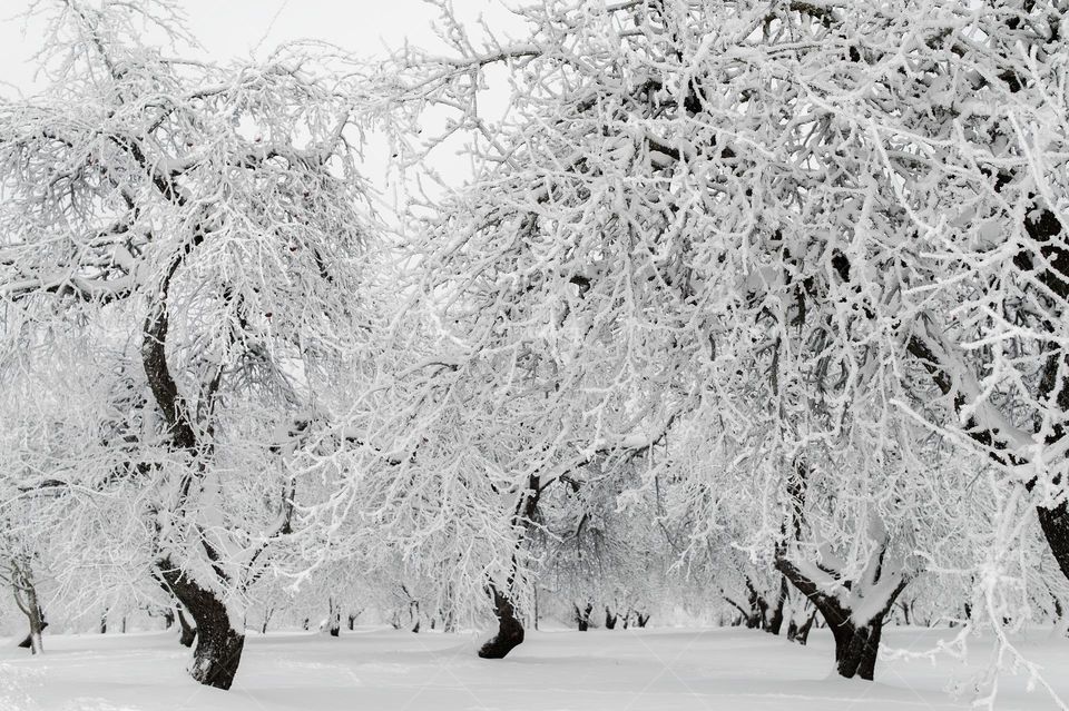 Snow coverd apple orchard on frosty winter day