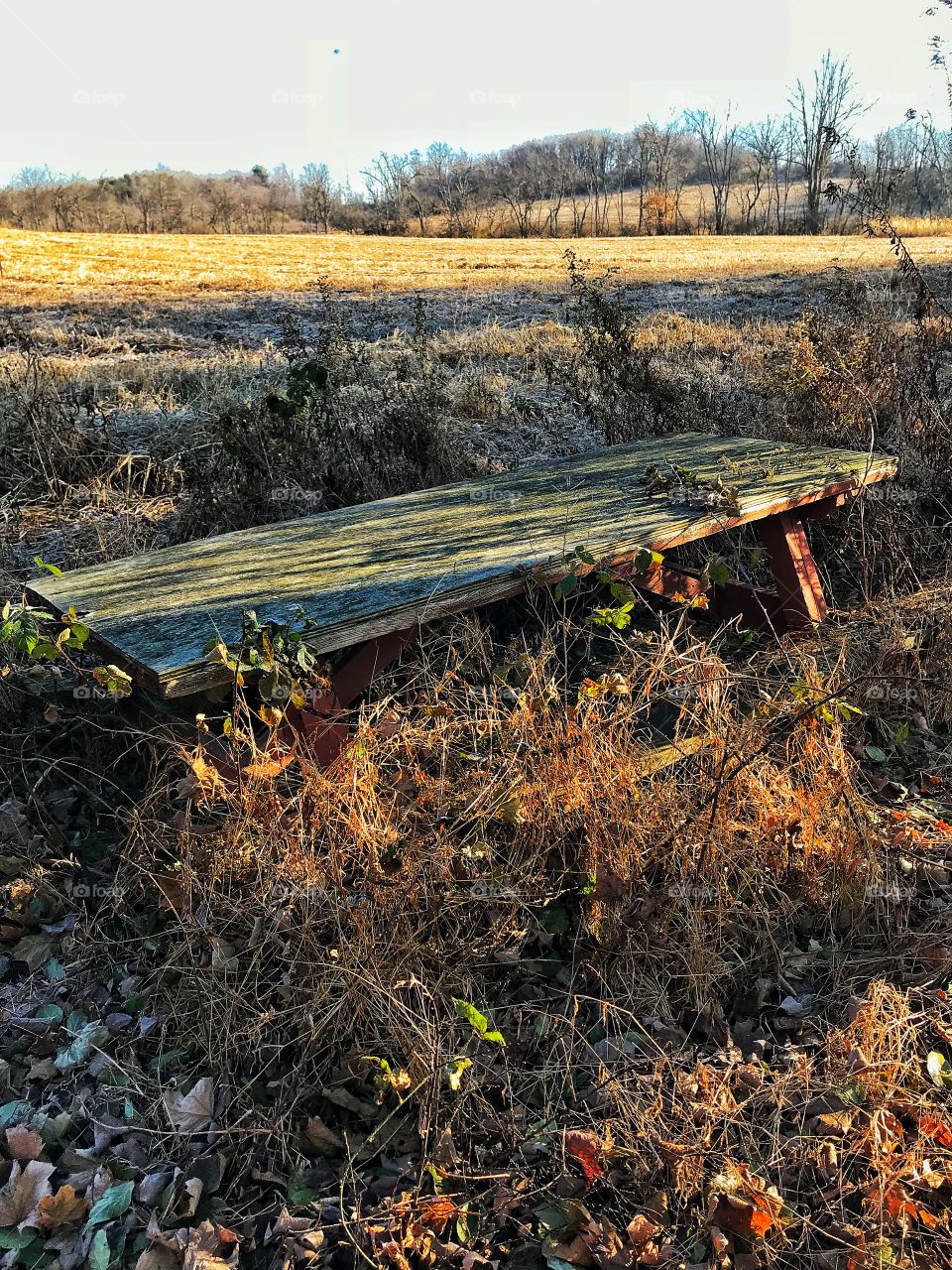 Old table and pasture