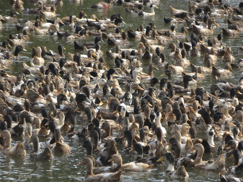 many ducks on the backwater Japan