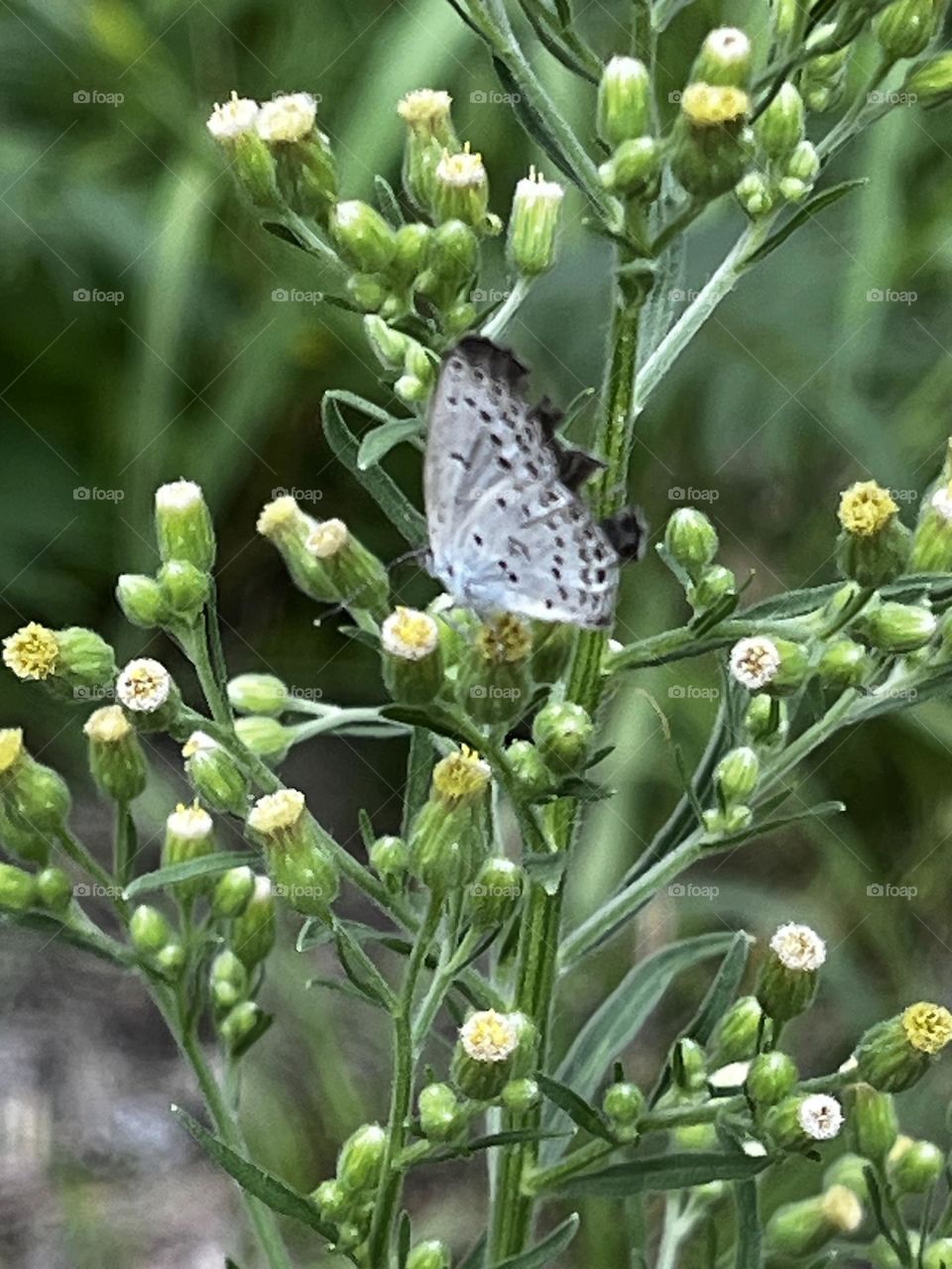 Butterfly on flower