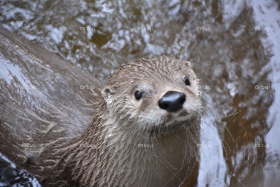 River otter saying hi