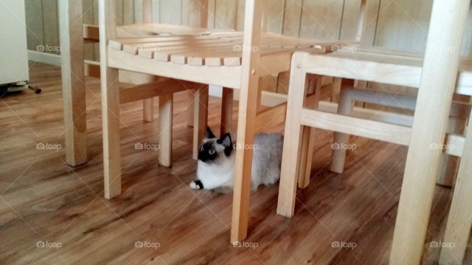 Kitten Under Table