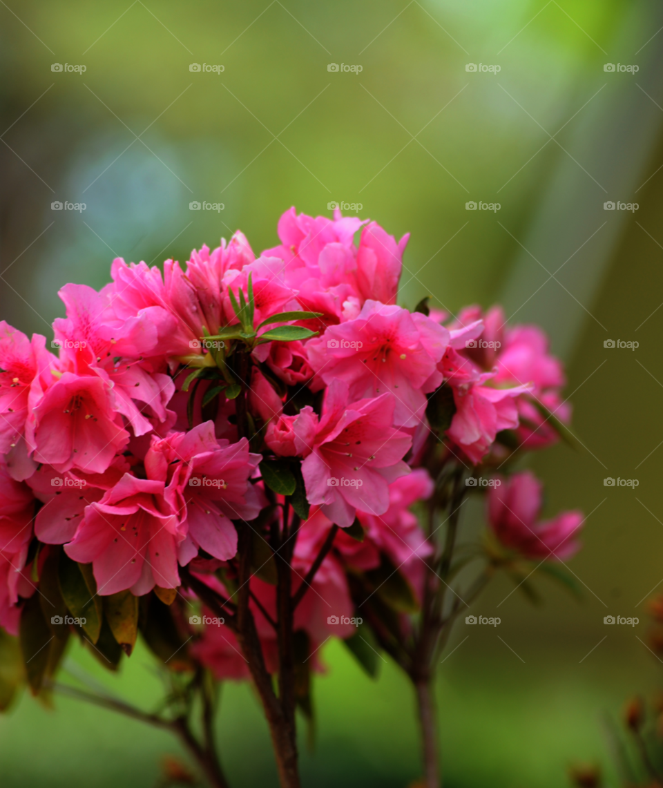 spring flowers nature pink by lightanddrawing