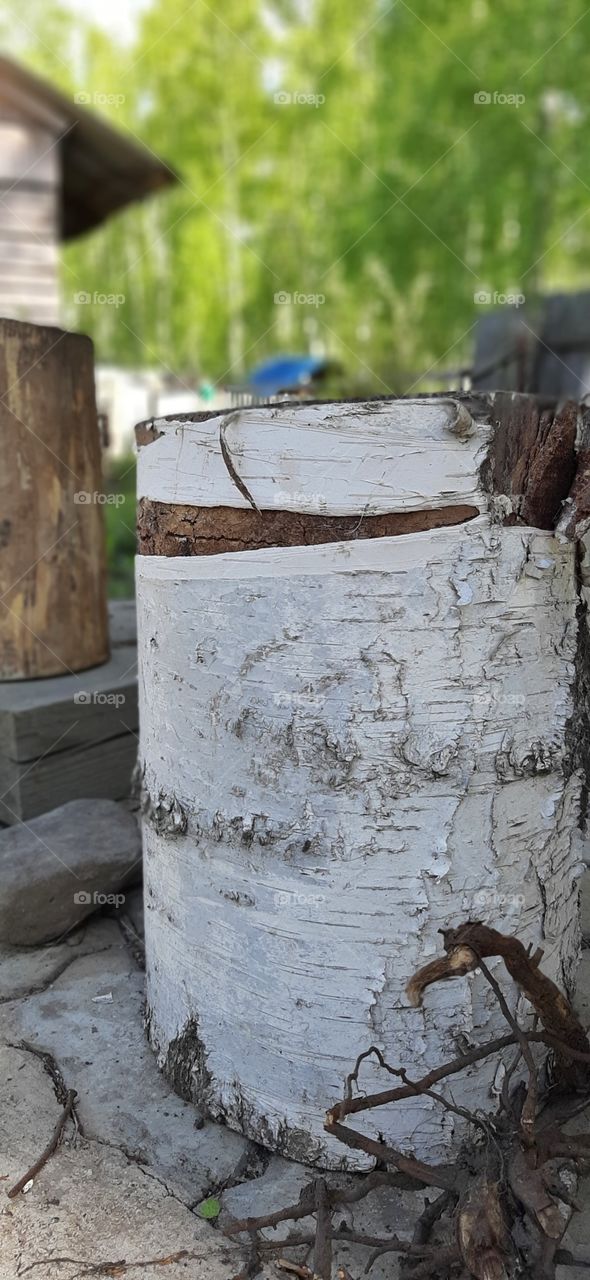 березовый пень