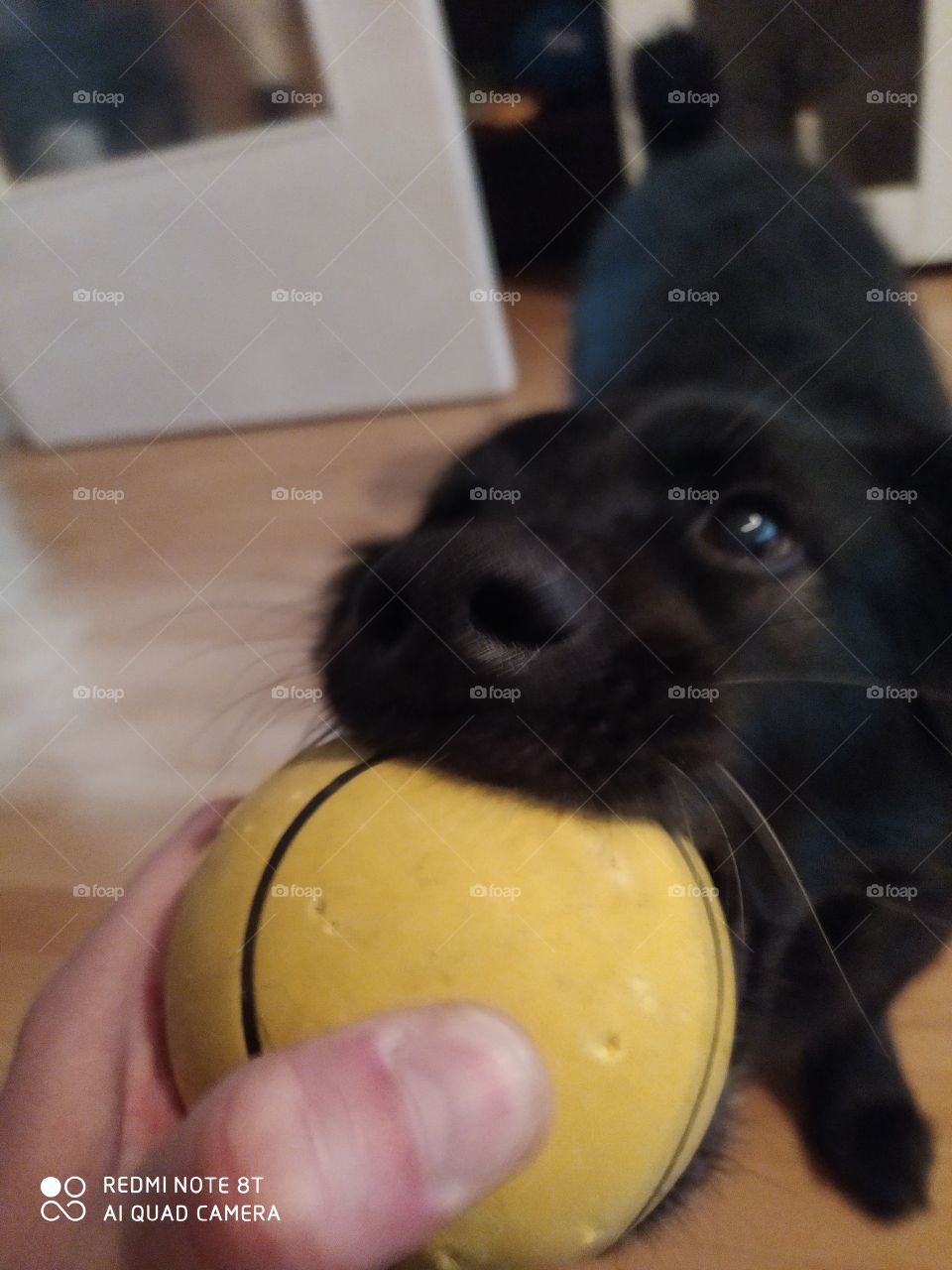dog and ball