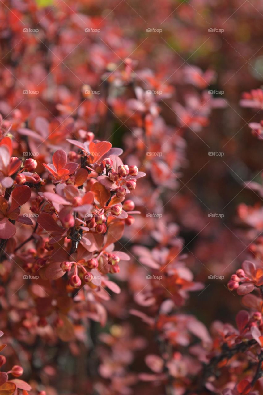 Nature plant red