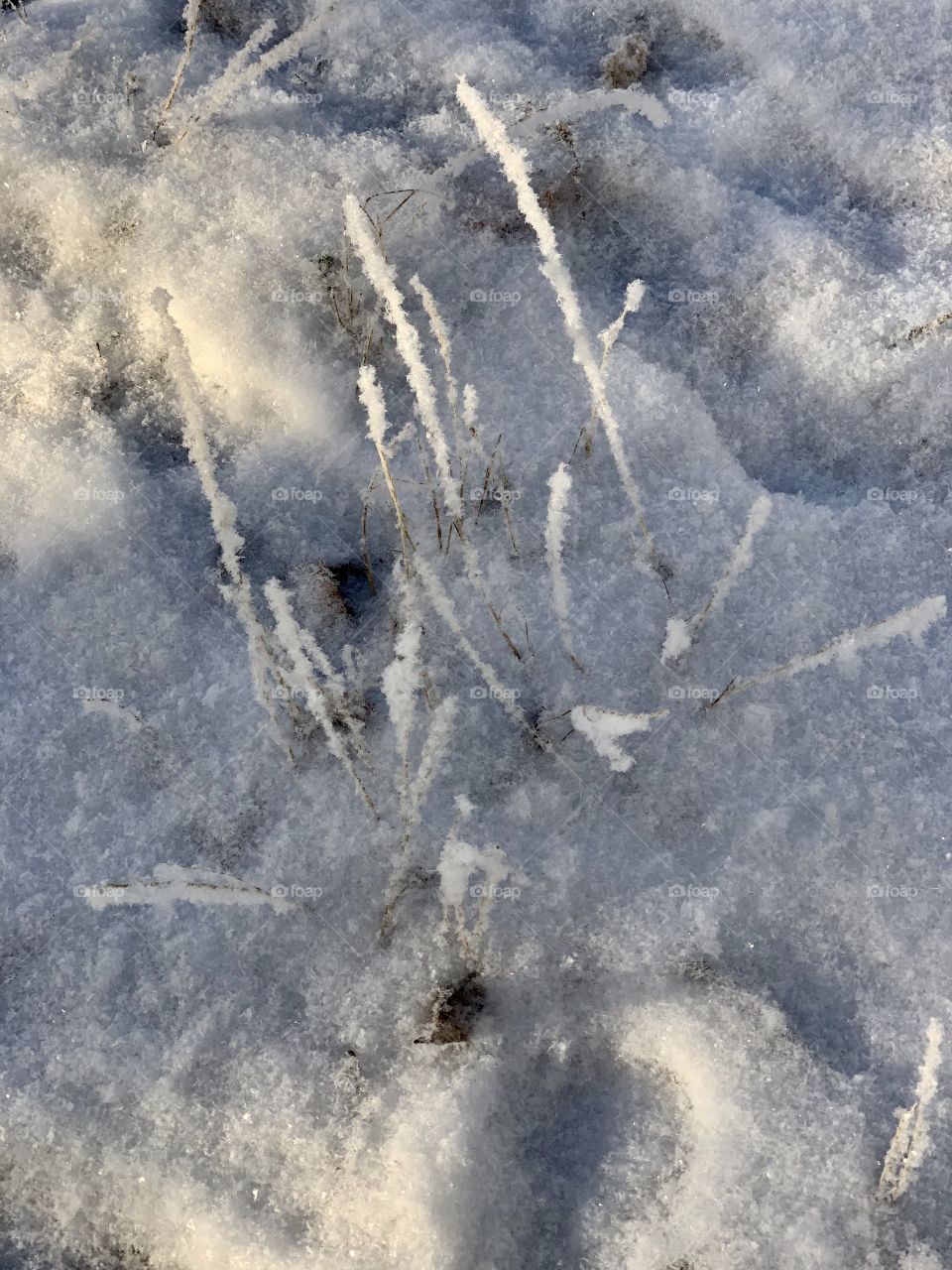 the first snow dusting the tracks. all bushes are covered with hoarfrost