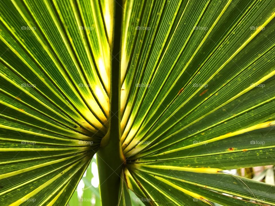 Sunlight illuminating the light and shadows through a palm Frond.