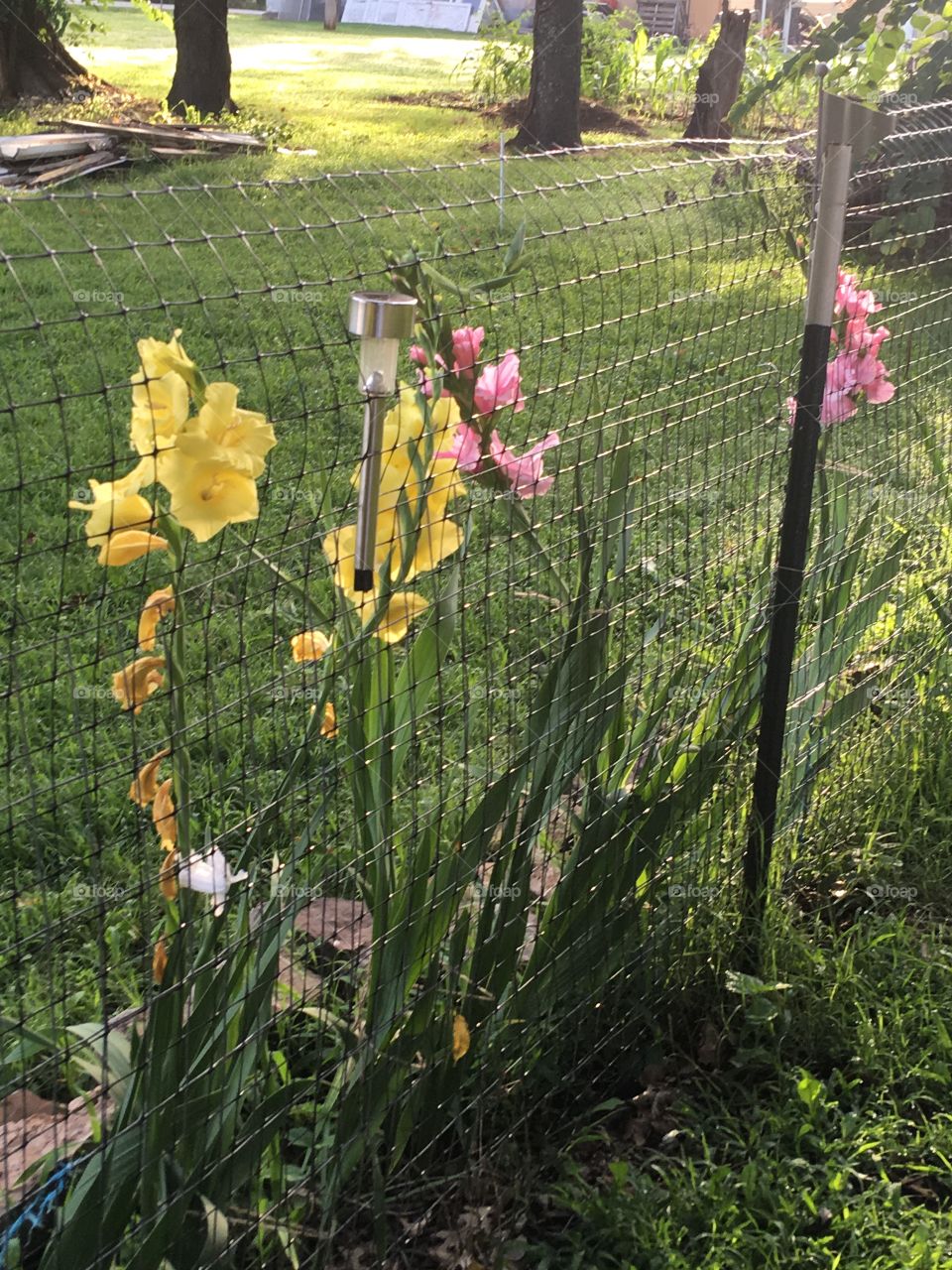 Happy Glads Happy Glads Happy Glads in the cool morning shade it’s summer time !