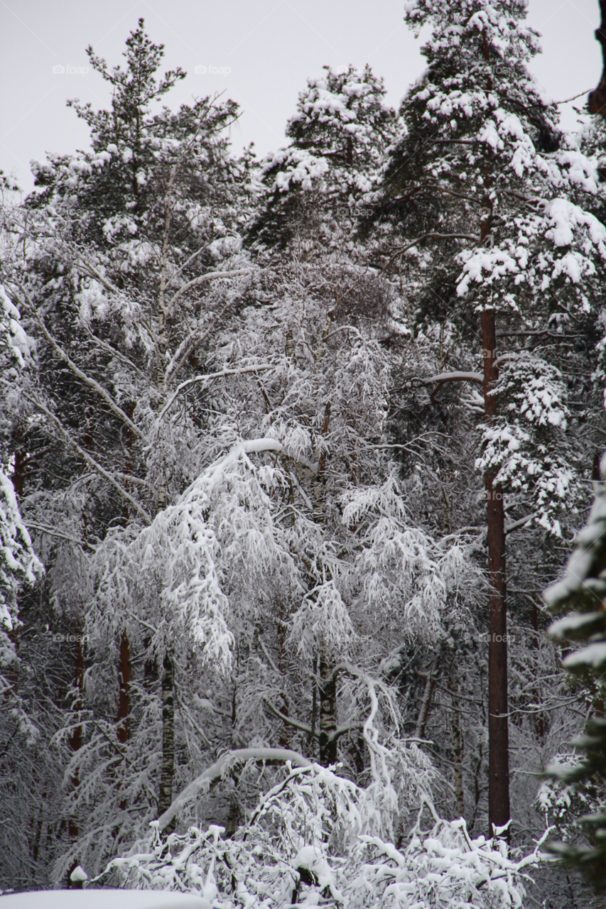 snow winter forest russia by nakoda