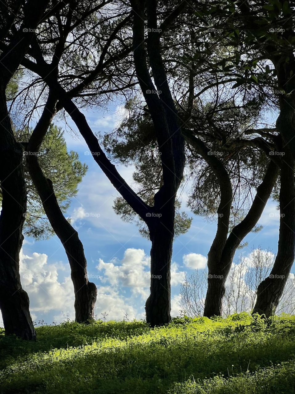 Clouds between trees