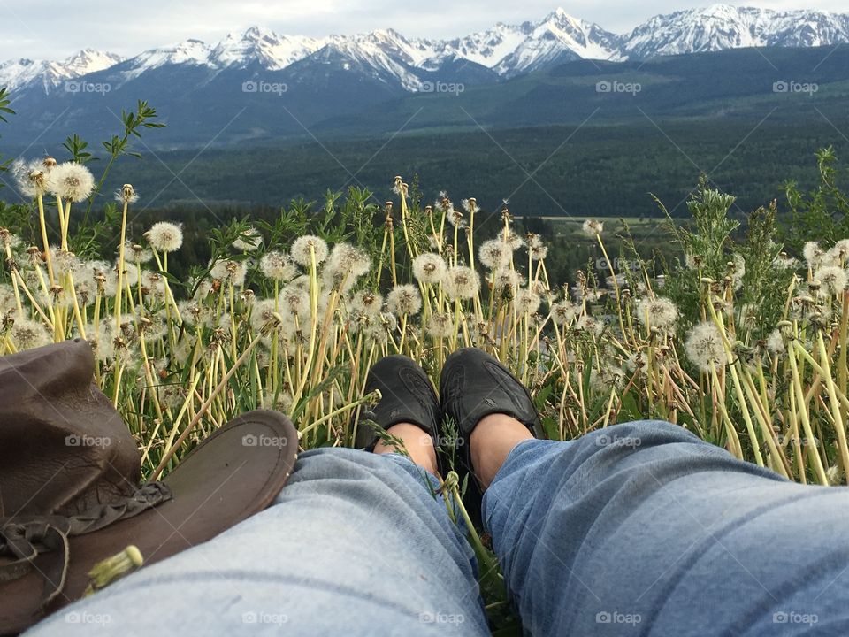 My point of view; lying down in an alpine meadow of wildflower and seeded fluffy dandelions overlooking the majestic snow capped peaks of the Canadian Rockies mountain range. 