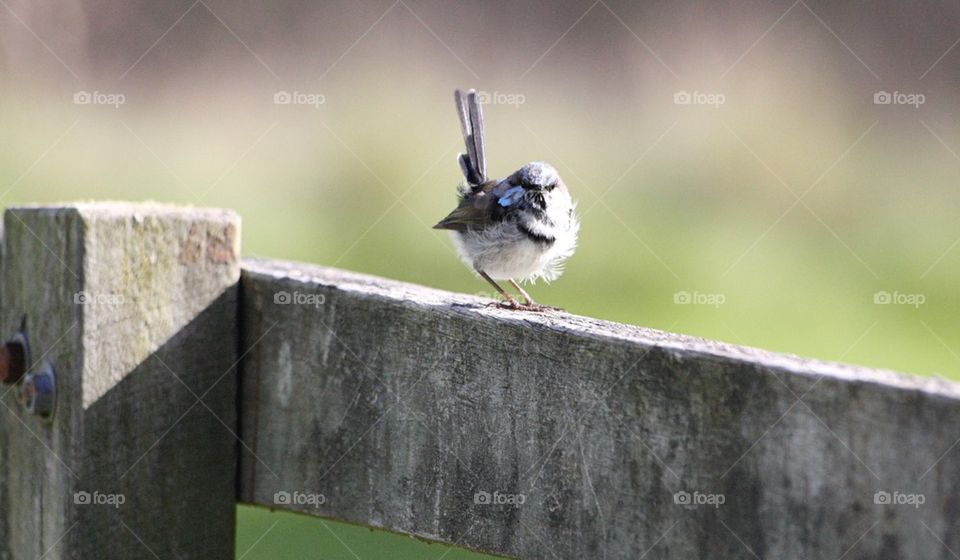 Fairy wren