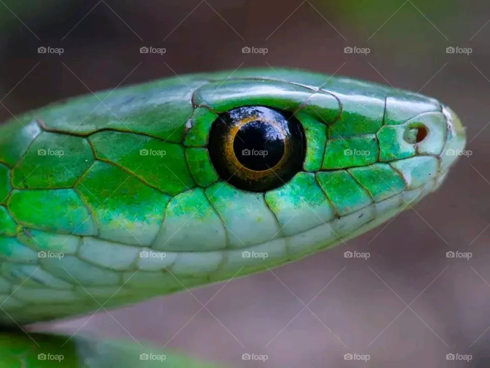 zoom natural