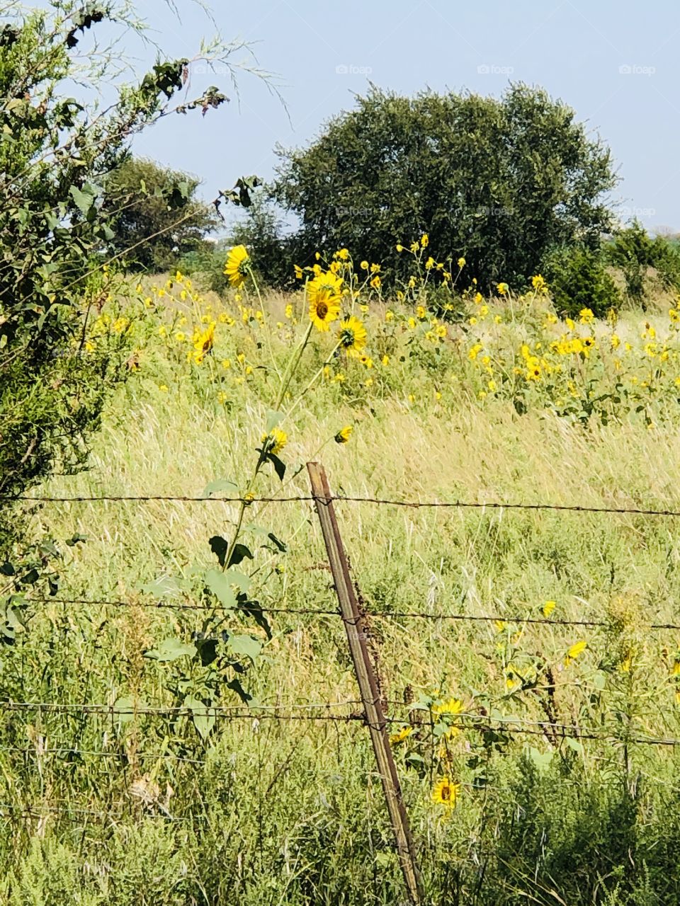 black eyed Susan’s n field