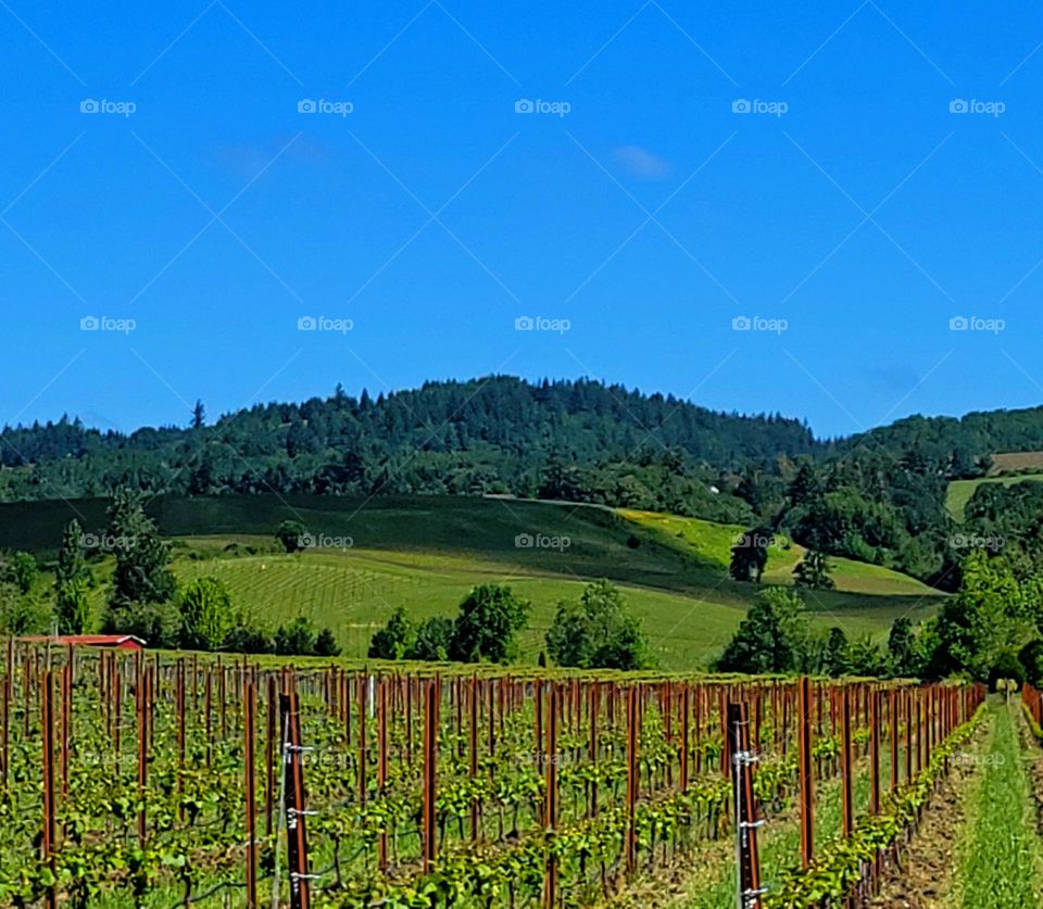 Zenith Vinyards 2022 wine crop