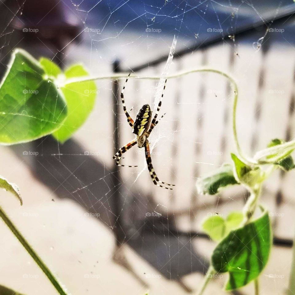 spider
