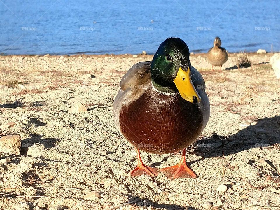 a duck at Big Bear Lake, California