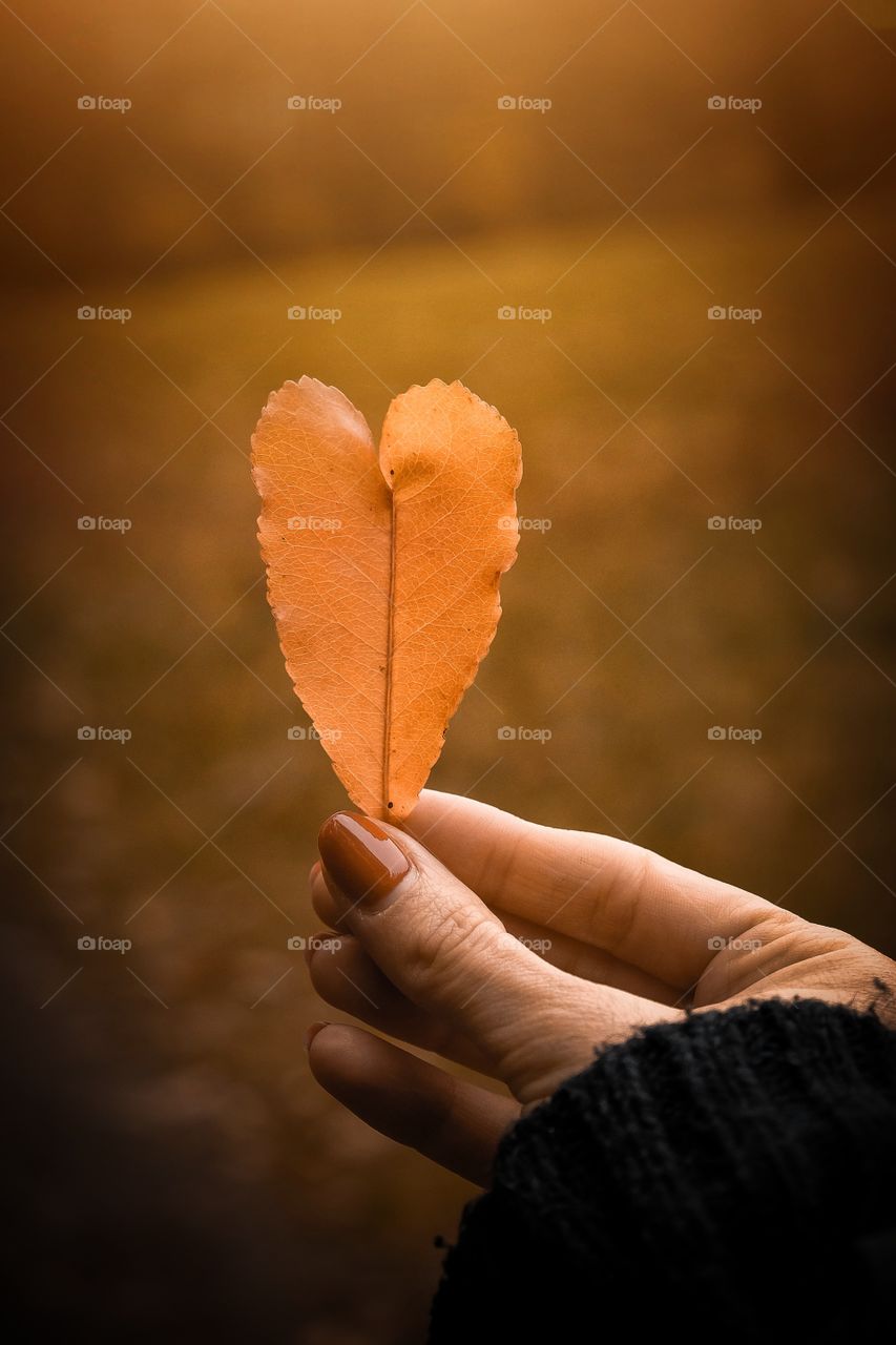 Autumn leaf