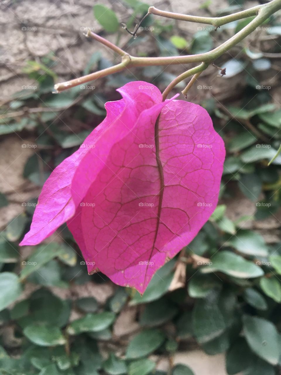 🌹 🇺🇸 Very beautiful flowers to brighten our day.  Live nature and its beauty. Did you like the delicate petals? / 🇧🇷 Flores muito bonitas para alegrar nosso dia. Viva a natureza e sua beleza. Gostaram das pétalas delicadas? 