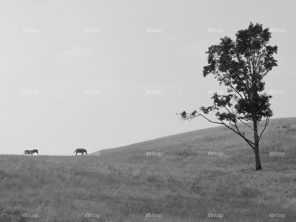 A pair of zebras graze at the top of a grassy hill with a lone tree on a summer day. 