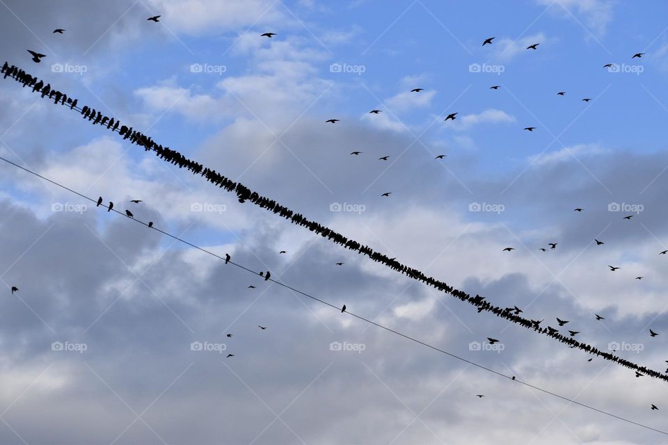 Birds sitting on power cord