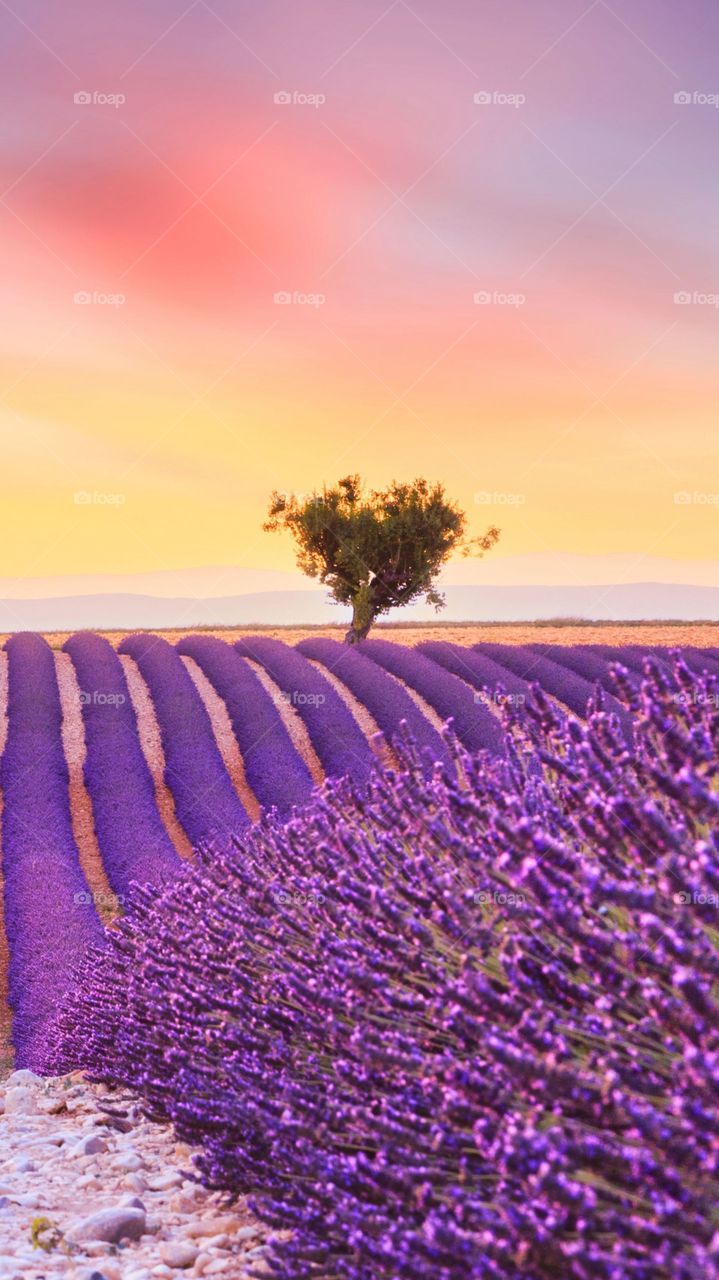 Lavender Color, No Person, Nature, Flower, Sunset
