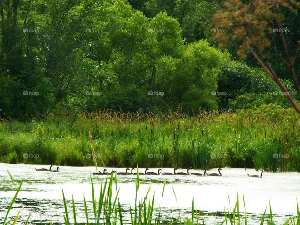 Getting all of my geese in a row