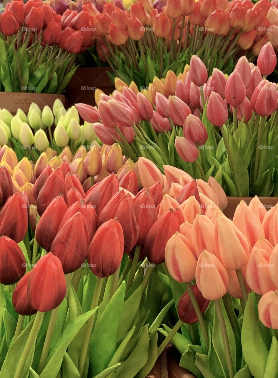 Colorful tulips