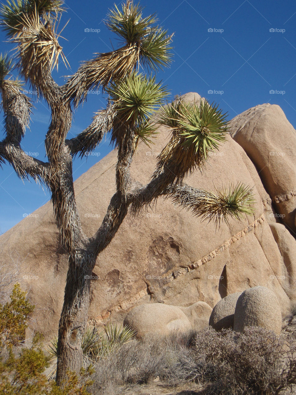 tree rocks desert california by luv2drive