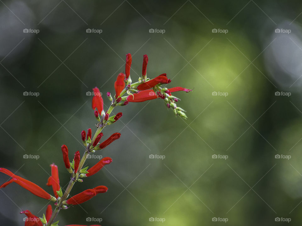 Pineapple sage flowerhead closeup 