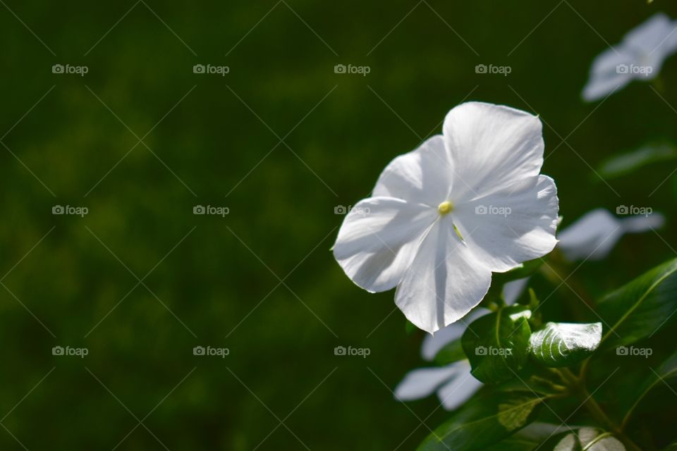 When the sun is out and the grass is so green, it is time for the family and flowers to come out and basque in the warmth of the day.