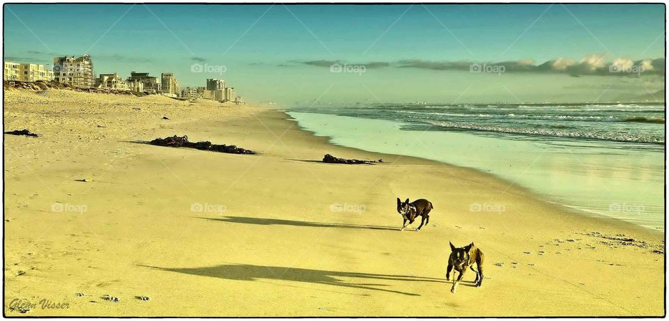 Boston terriers on the beach