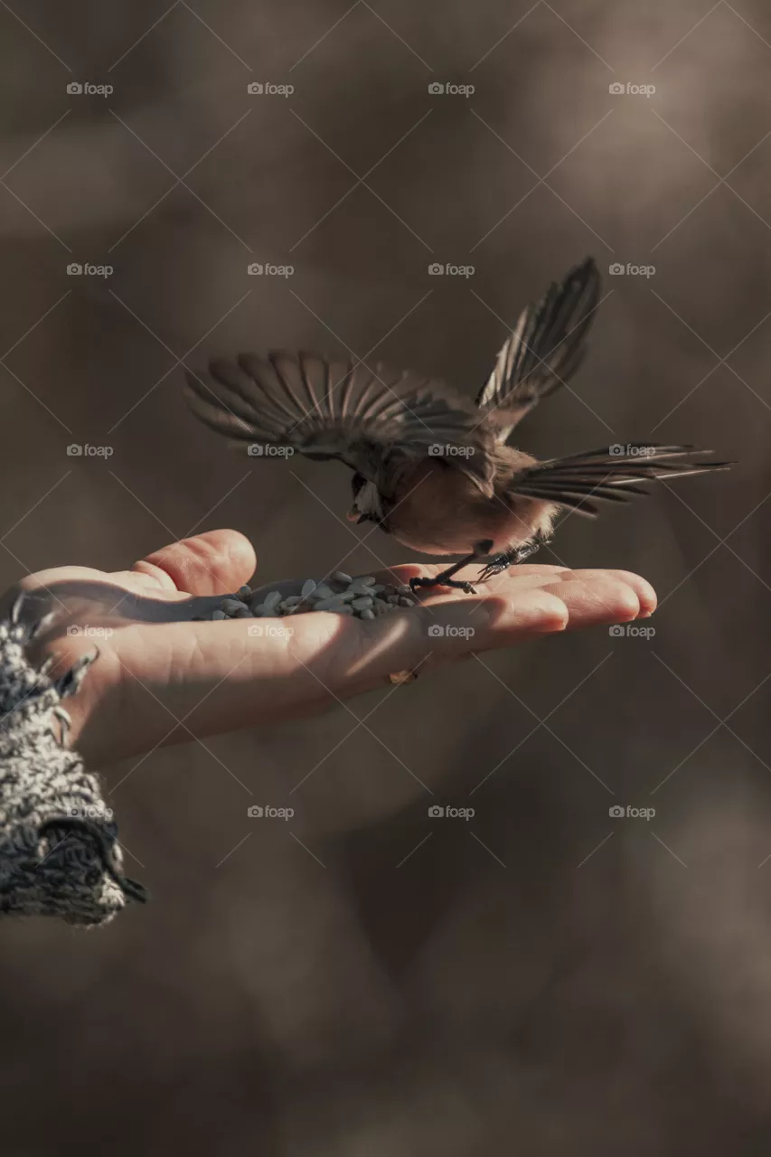 bird spreading wings